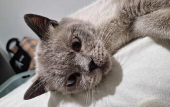 Bulunan Kedi