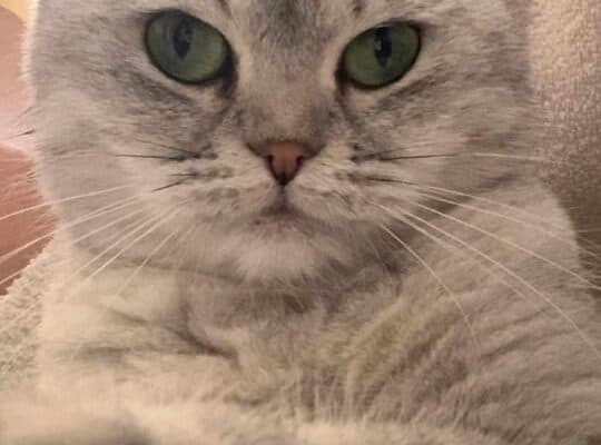 Kayıp Kedi Mira