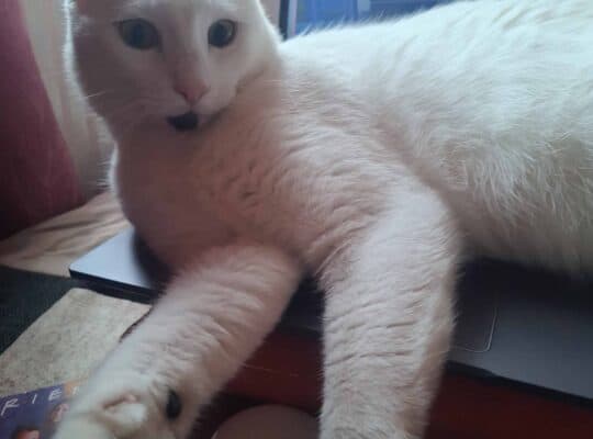 Kayıp Kedi
