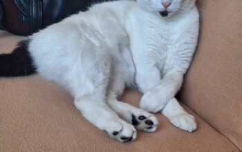 Kayıp Kedi