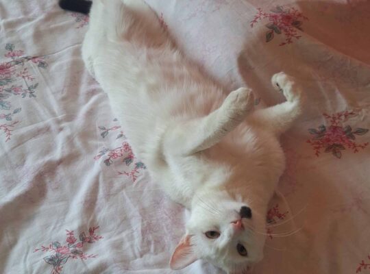 Kayıp Kedi
