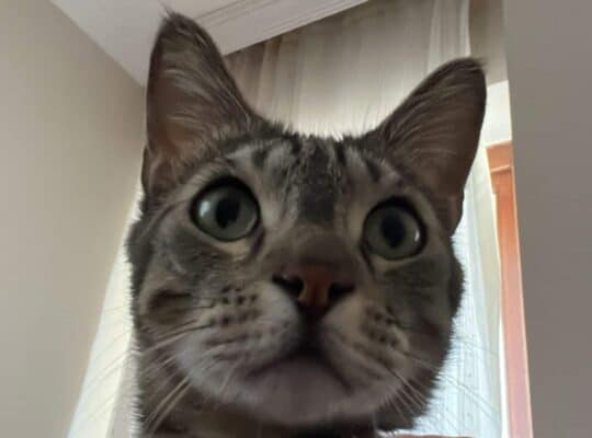 Kayıp Kedi Çiko