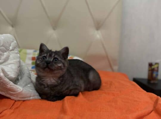 Kayıp Kedi