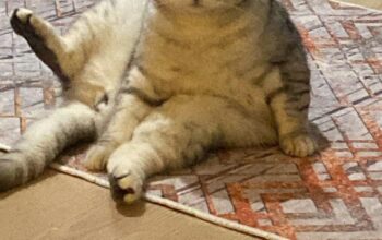 Kayıp Kedi