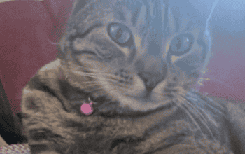 Kayıp Kedi Çiko
