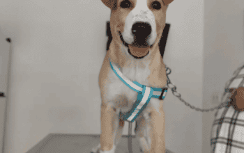 Kayıp Köpek Aslan