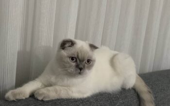 Kayıp Blue Point Beyaz Kedi