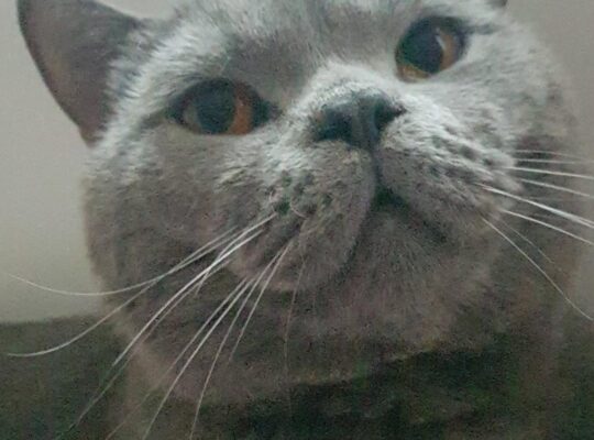 Kayıp Kedi