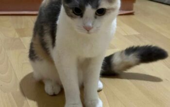 Kayıp Kedi