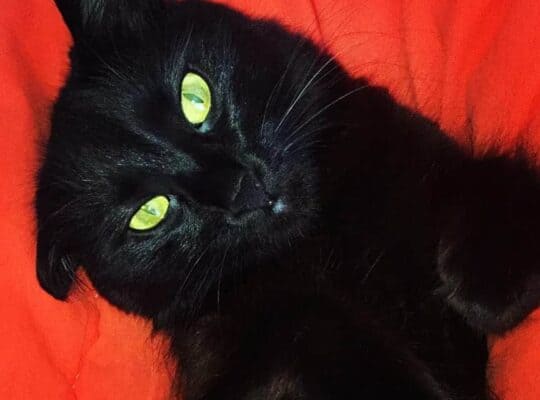 Kayıp Kedi Gölge