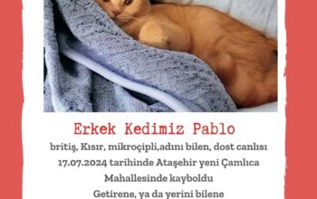 Kayıp Kedi Pablo