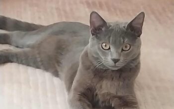 Kayıp Kedi Gece