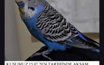 Kayıp Muhabbet Kuşu Boncuk
