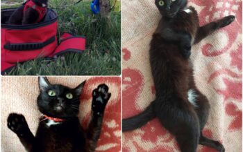 Kayıp Kedi Gece