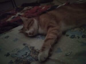 Kayıp Sarman Kedi