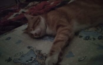 Kayıp Sarman Kedi