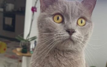 Kayıp Kedi
