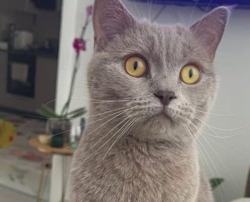 Kayıp Kedi