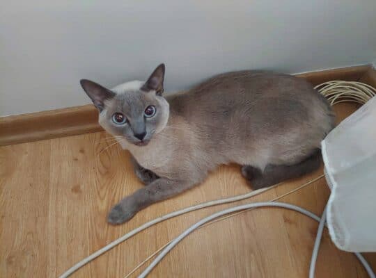 Bulunan Kedi