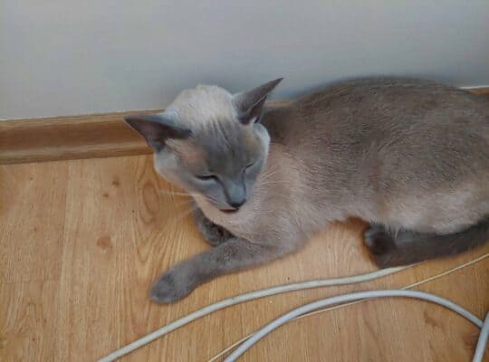 Bulunan Kedi
