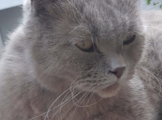 Bulunan Kedi