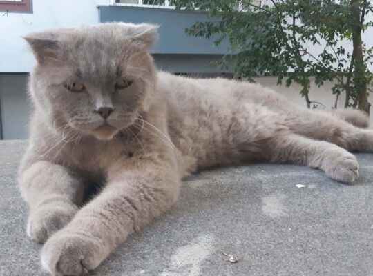 Bulunan Kedi