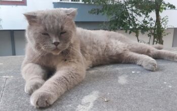Bulunan Kedi