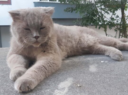 Bulunan Kedi