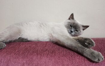 Kayıp Kedi Maya