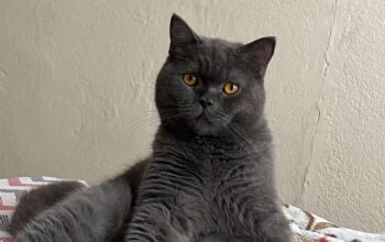 Kayıp Kedi Luna
