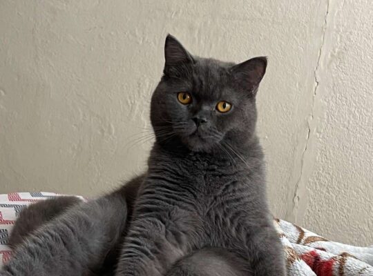 Kayıp Kedi Luna