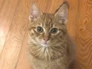 Kayıp Sarman Kedi
