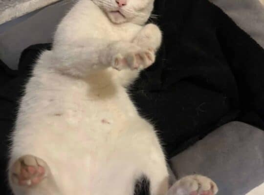 Kayıp Kedi Minnoş