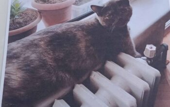 Kayıp Kedi Luna