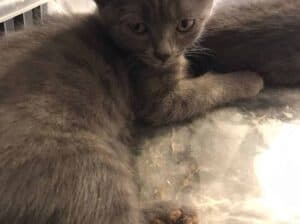 Kayıp Kedi