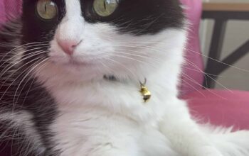 Kayıp Smokin Kedi