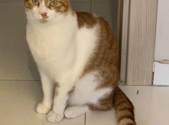 Kayıp Kedi