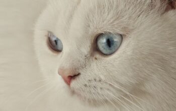 Kayıp Kedi