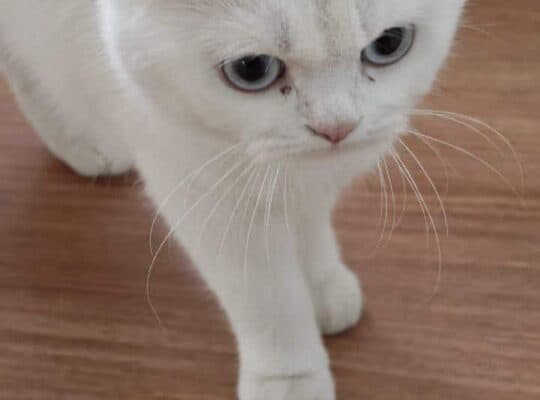 Kayıp Kedi