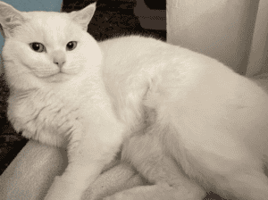 Kayıp Kedi Aren