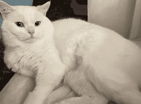 Kayıp Kedi Aren