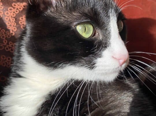 Kayıp Kedi Chicho