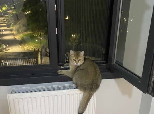Kayıp Kedi Odiş