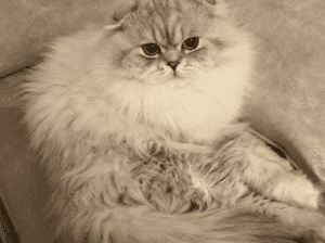 Kayıp Kedi Romeo
