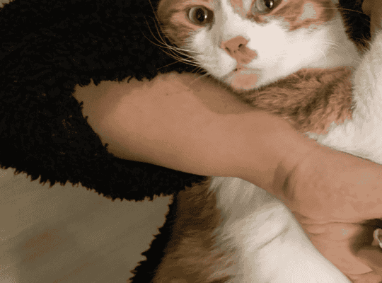 Kayıp Kedi