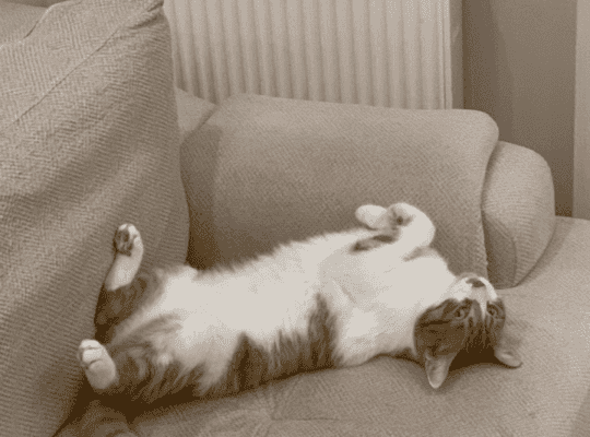 Kayıp Kedi