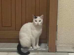 Kayıp Kedi Minnoş