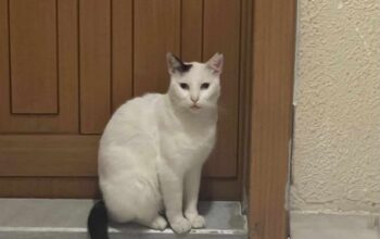 Kayıp Kedi Minnoş