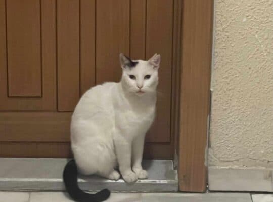 Kayıp Kedi Minnoş