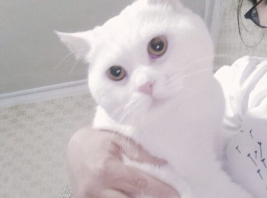 Kayıp Kedi